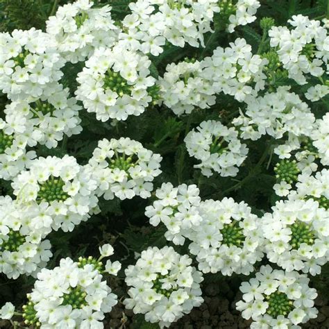 Verbena Seed Verbena Hybrida White Ground Cover Seeds