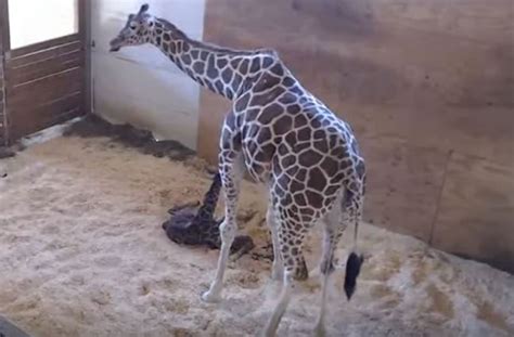 April The Giraffe Internet Sensation Finally Gives Birth Video