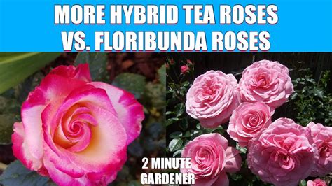 More Hybrid Tea Roses Vs Floribunda Roses Youtube