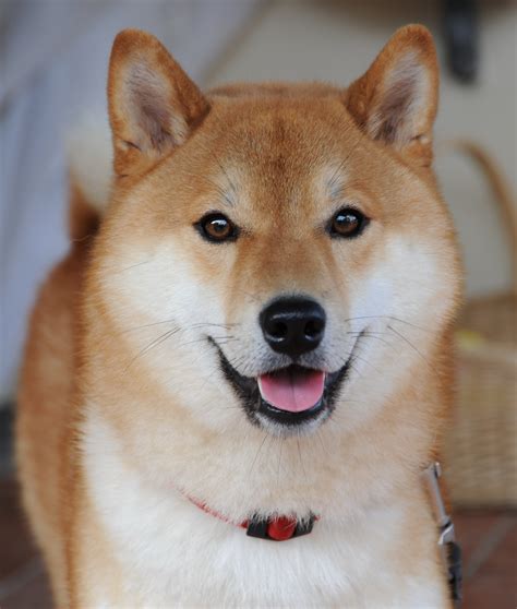 Lovely Shiba Inu Dog Photo And Wallpaper Beautiful Lovely Shiba Inu