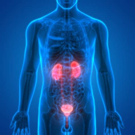 De Nieren Van Menselijk Lichaamsorganen Met Urineblaas Stock Illustratie Illustration Of