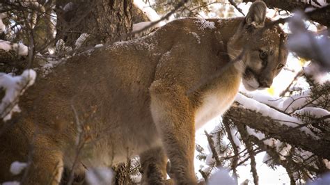 Cougar Hunting With Dogs Mountain Lion Bow Hunt Youtube