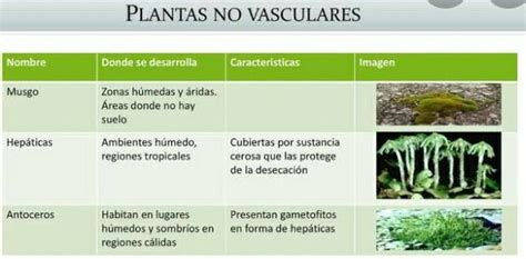 menciona las características de las plantas no vascularesa b c