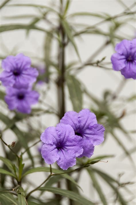 Fotos Gratis Púrpura Pétalo Color Botánica Flora Flor Silvestre