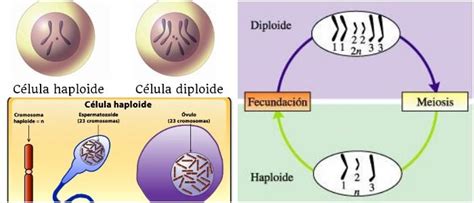 Haploide Definición Diferencias Meiosis Y Esporas Haploides Arriba