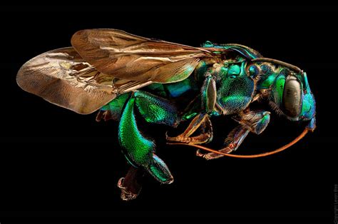 Macro Photos Made Up Of 10k Images Captured With A Microscope Lens