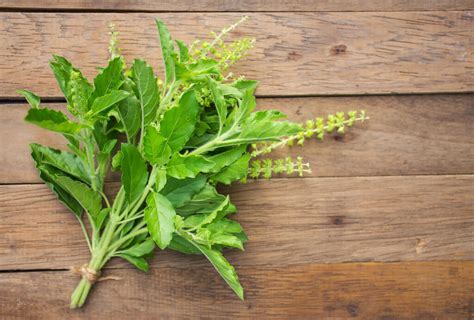 10 Holy Basil Benefits Uses Side Effects Interactions Live Love Fruit