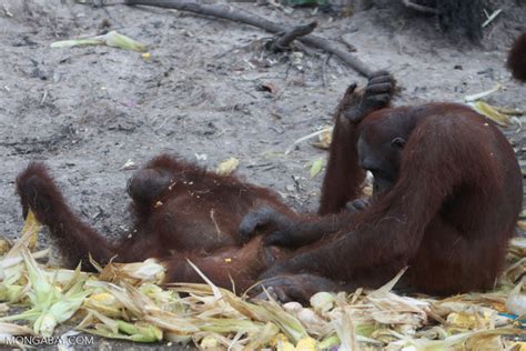 Two Orangutans Engage In Foreplay
