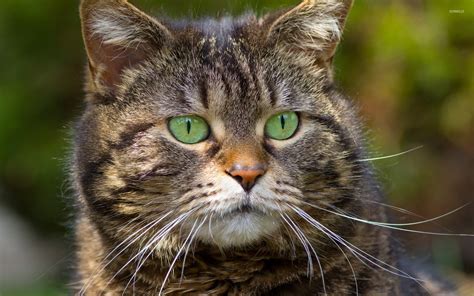 Cat With Beautiful Green Eyes Wallpaper Animal Wallpapers 42336