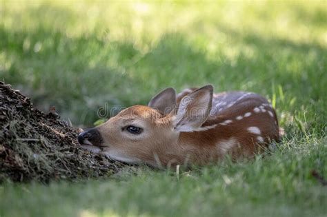 White Tailed Deer And Fawn In The Hudson Valley Stock Image Image Of