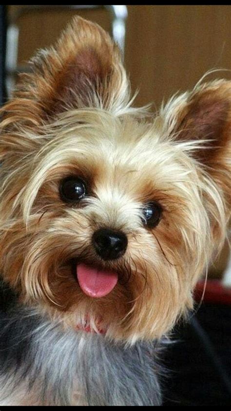 Parker will love this outstanding first novel, in which new york times bestselling author craig johnson introduces sheriff walt longmire of wyoming's absaroka county. Cute yorkie haircut! Adorable dog. | Yorkie puppy, Yorkie ...
