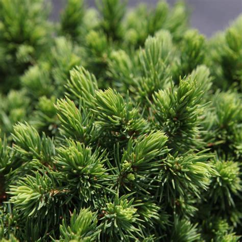 Picea Glauca Alberta Globe Buy Plants At Coolplants