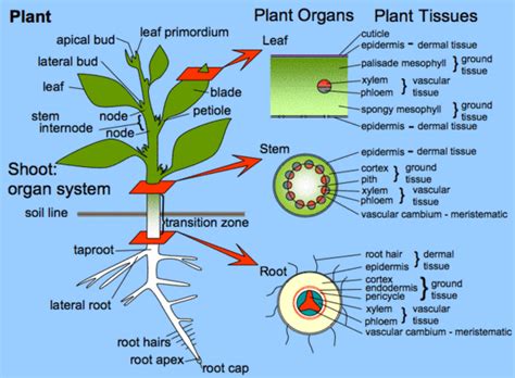 Check spelling or type a new query. How can a plant respire without leaves? - Quora