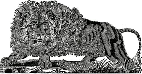 10 Beautiful Lion Images The Graphics Fairy