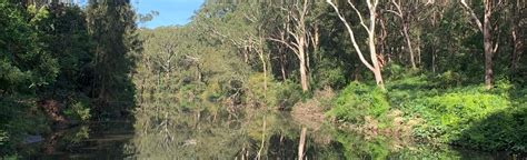 Lane Cove River Paddle Blackbutt To Blue Hole 18 Reviews Map New