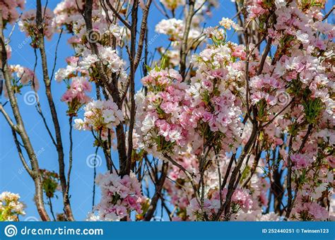 Cherry Blossoms In The City Pink Flowers On Branches Stock Image