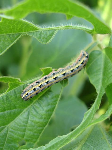 30 foods cats can and can't eat. Get Rid of Armyworms on Your Tomatoes — Pick a pepper