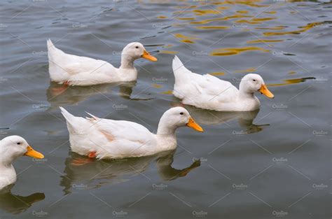 White Duck Swimming In The Lake Featuring Across Animal And Beautiful