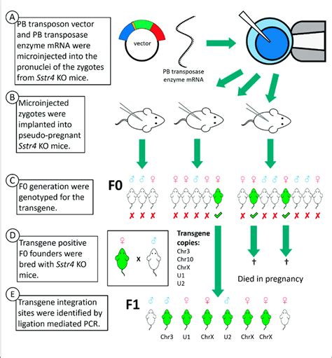 Steps Of Transgenesis By Pb Transposon Vector Schematic Generation Of