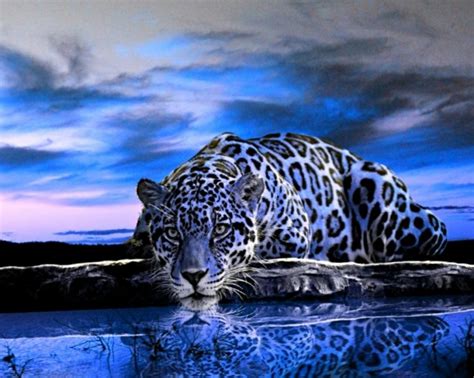 Animal Wallpapers, Animal Kingdom, Animal Planet, Free ...