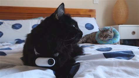 Man Attaches A Tiny Camera To His Cats Collar For 24 Hours To Reveal