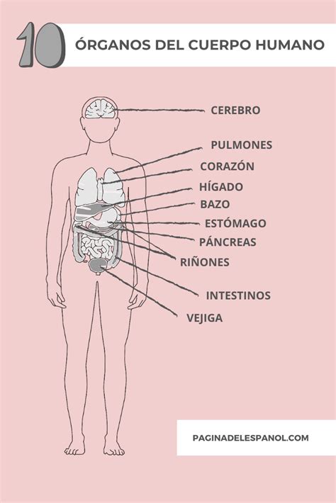 10 órganos Del Cuerpo Humano Teaching Spanish Free Spanish Lessons