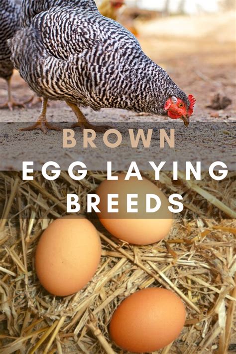 Popular Chicken Breeds That Lay Brown Eggs Artofit