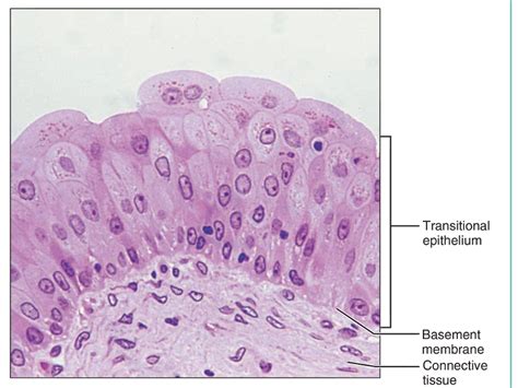 Transitional Epithelium A Type Of Tissue That Can Change Shape Steve