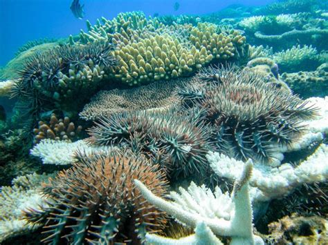 Fish Predators Help Control Coral Eating Crown Of Thorns Starfish On