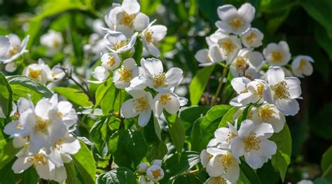 White Flowering Shrubs 31 White Flower Bushes For Your Garden