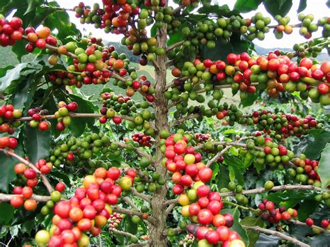 Fruit Warehouse Coffea Coffea Arabica