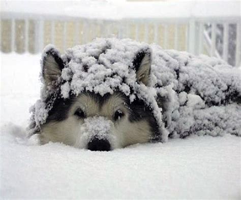 18 Cute Photos Of Dog Playing In Snow Design Swan