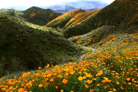 How to See California's Super Bloom - Condé Nast Traveler
