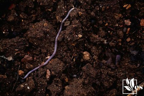 White Worm In Plant Soil What It Is And How To Deal With It