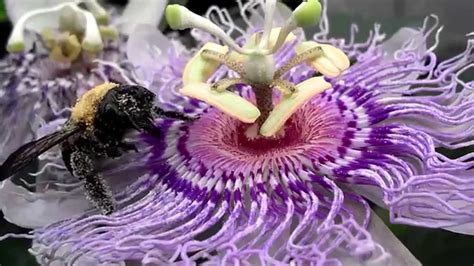 Passion Flower And Bumble Bee Youtube