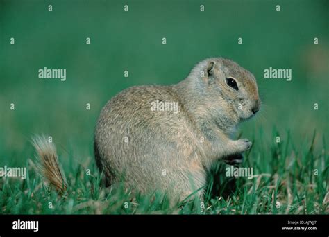 Richardsons Ground Squirrel Stock Photo Alamy