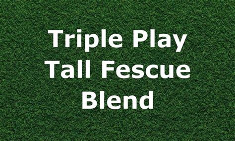 Preferred Seed Company Lawn Seed Triple Play Tall Fescue Blend