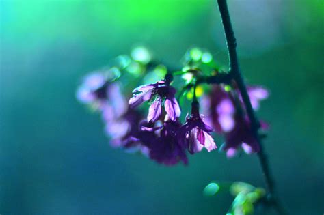 Fondos De Pantalla Rosado Flor Noche Flores Sakura Olivicoltore