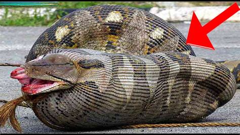 Cobra é Um Animal Vertebrado Ou Invertebrado Modisedu