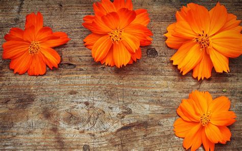 Free Download Orange Flowers Wallpaper Hd Pictures One Hd Wallpaper