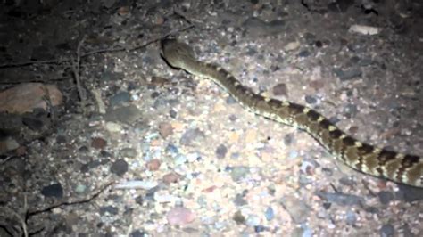 We did not find results for: Black Tailed Rattle Snake at night, Crotalus molossus ...