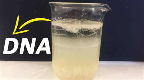 How To Extract Dna From Banana At Home Youtube