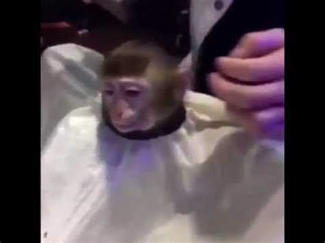 25 monkey getting a haircut memes ranked in order of popularity and relevancy. Monkey getting a haircut - YouTube