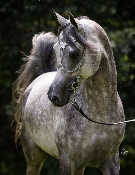 Siraj Ibn Mishaal Lda Us 2010 Grey Straight Egyptian Arabian Stallion