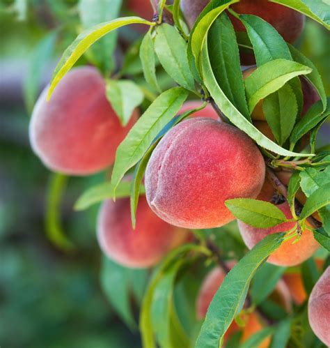 How To Grow Your Own Peaches Five Steps To Peachy Perfection