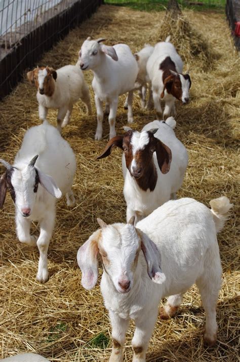 Rehoboth Ranch Goats