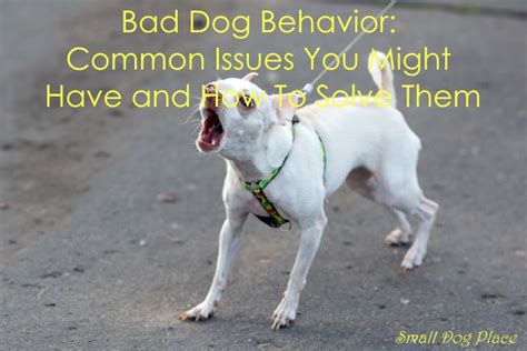 Bad Dog Behavior Common Issues You Might Have And How To Solve Them