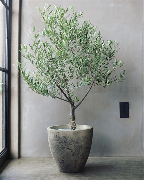 10 Best Trees To Grow In Pots Rayagarden