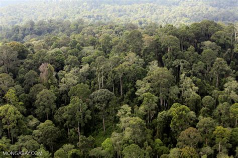 Borneo Rainforest Sabahaerial2551