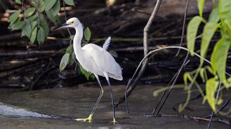 Tortuguero National Park An Overview Bookmundi